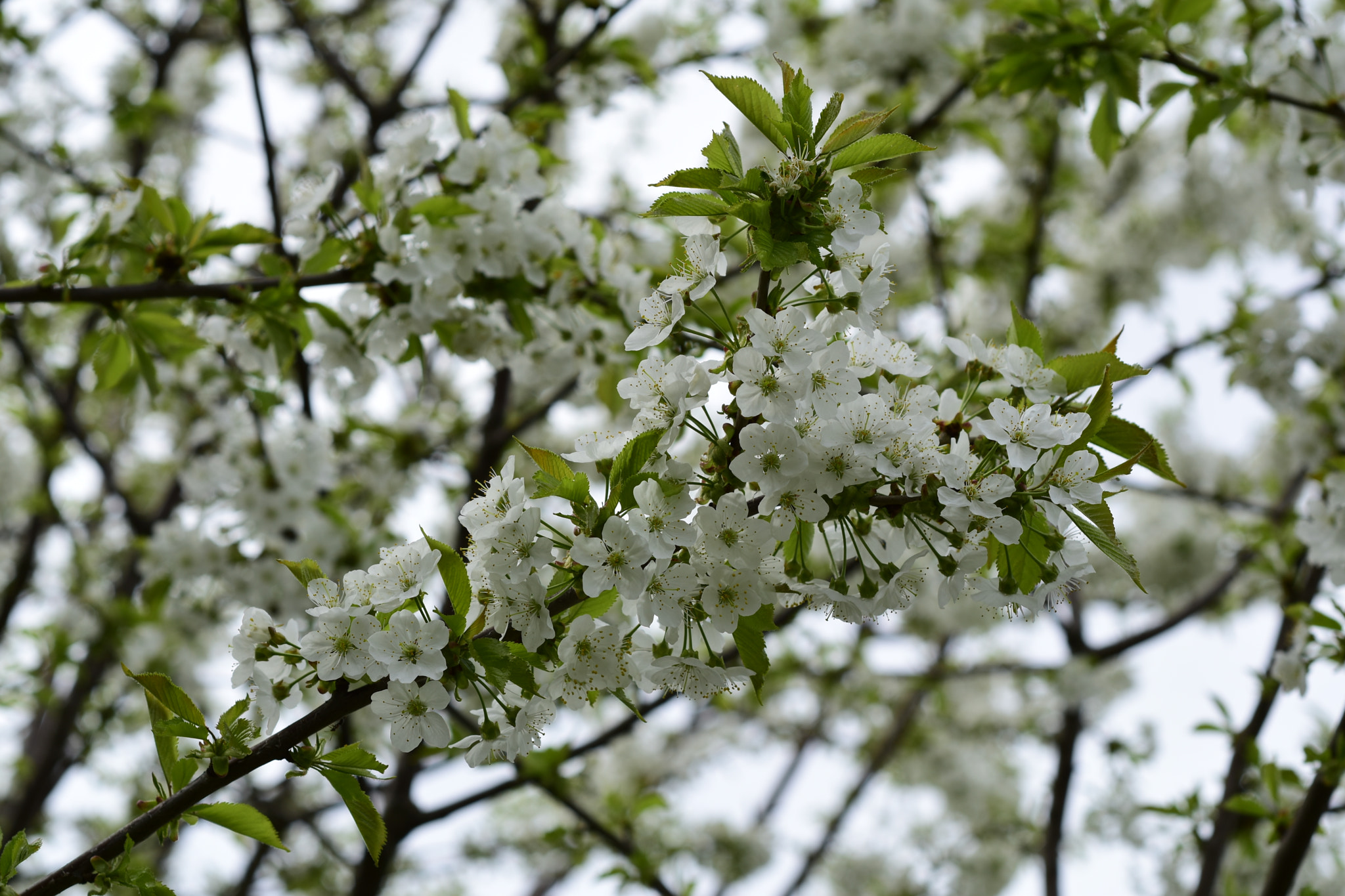 Nikon D5500 + Nikon AF Nikkor 50mm F1.8D sample photo. Colours of spring photography