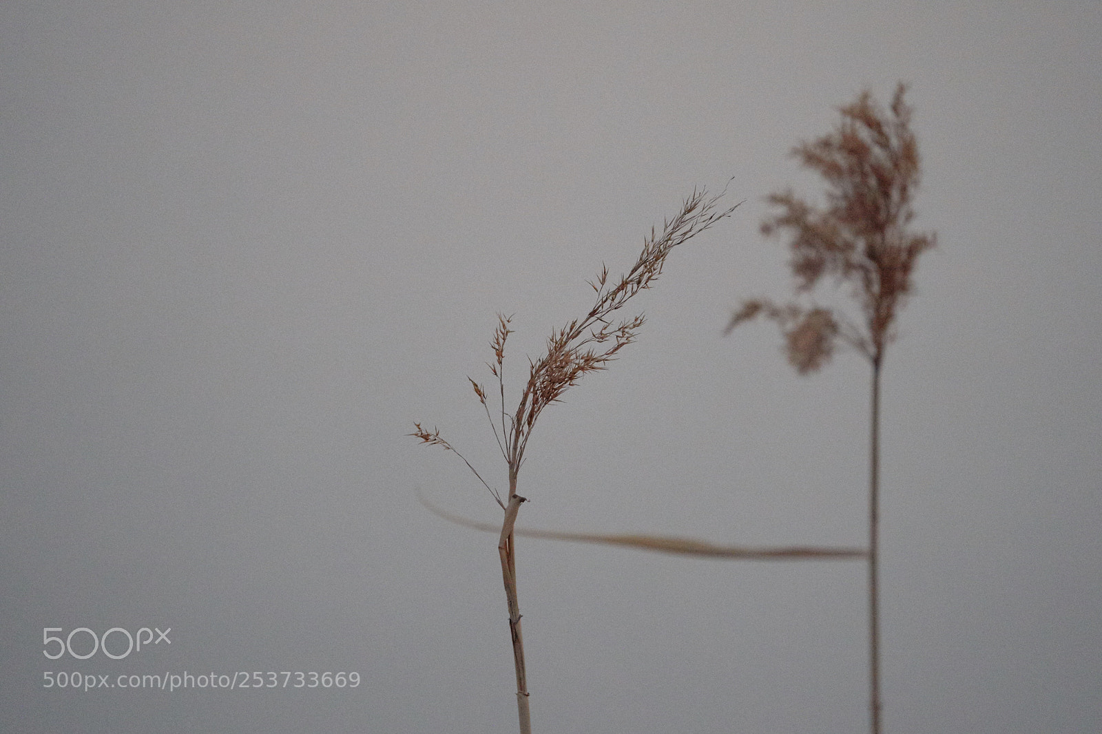 Sony a9 sample photo. Reed photography