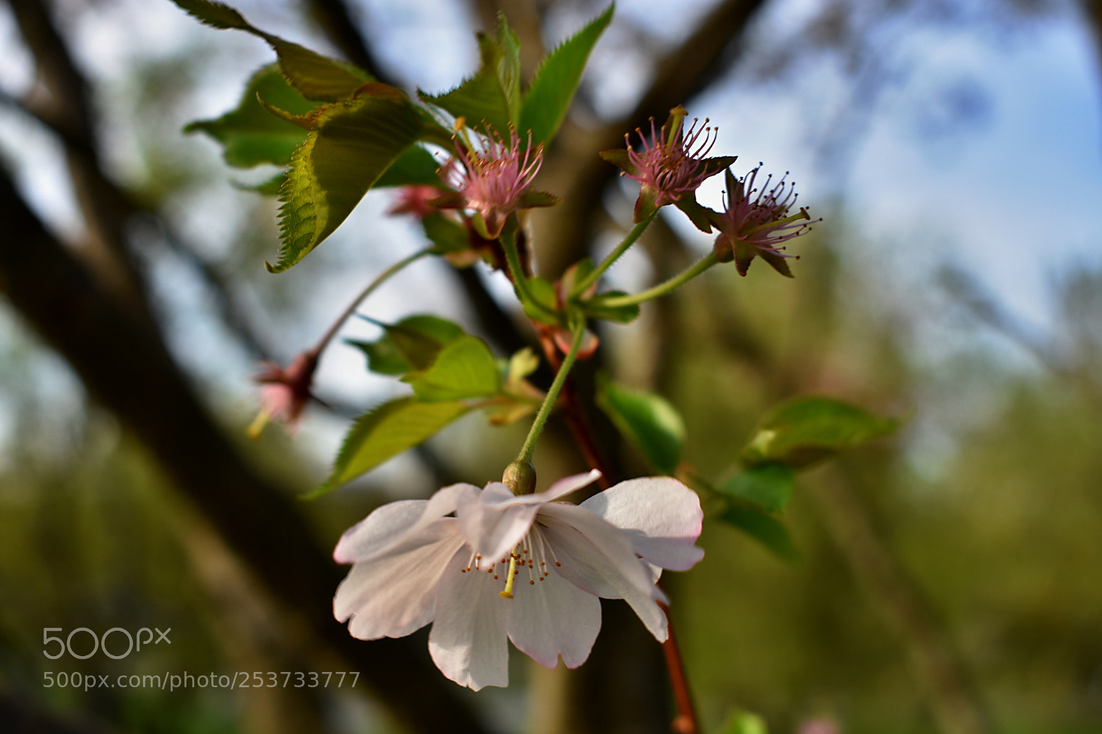 Nikon D3400 sample photo. Cherry blossoms in munich photography