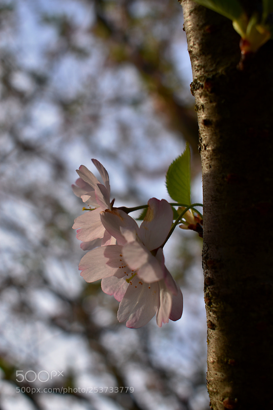 Nikon D3400 sample photo. Spring is coming photography