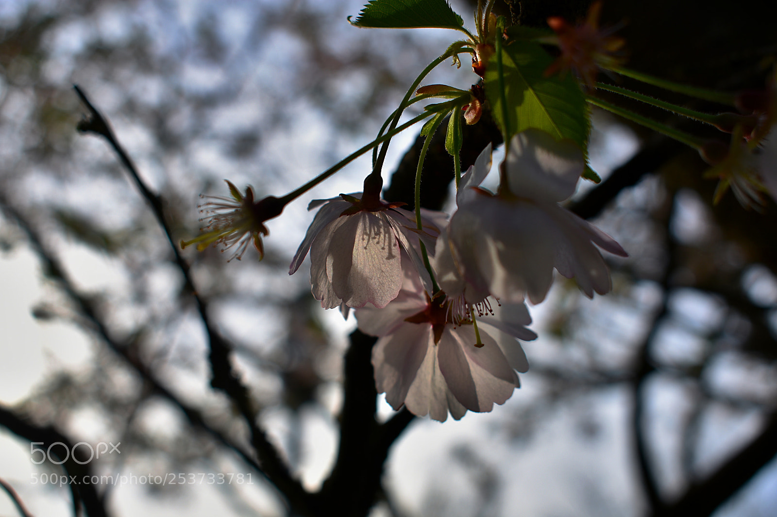 Nikon D3400 sample photo. Blossoms photography