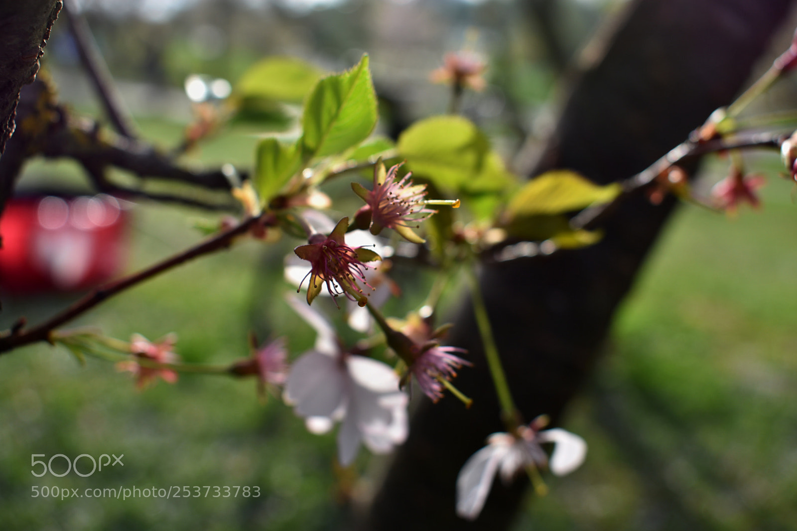 Nikon D3400 sample photo. Days of spring photography