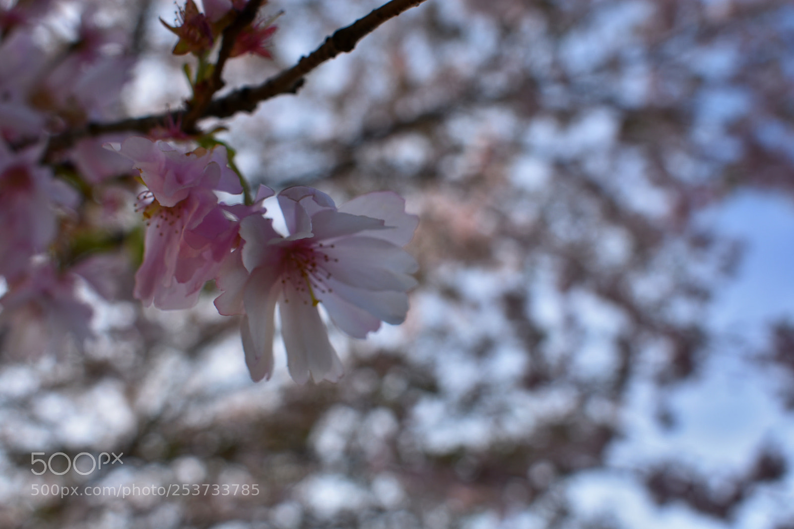Nikon D3400 sample photo. Pink everywhere photography