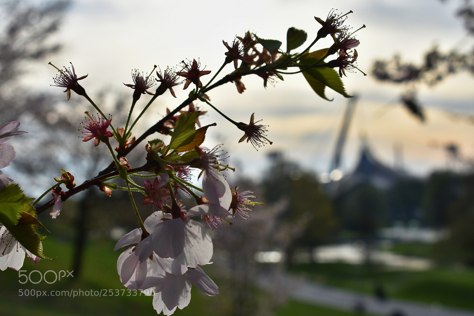 Nikon D3400 sample photo. The pink of cherry photography