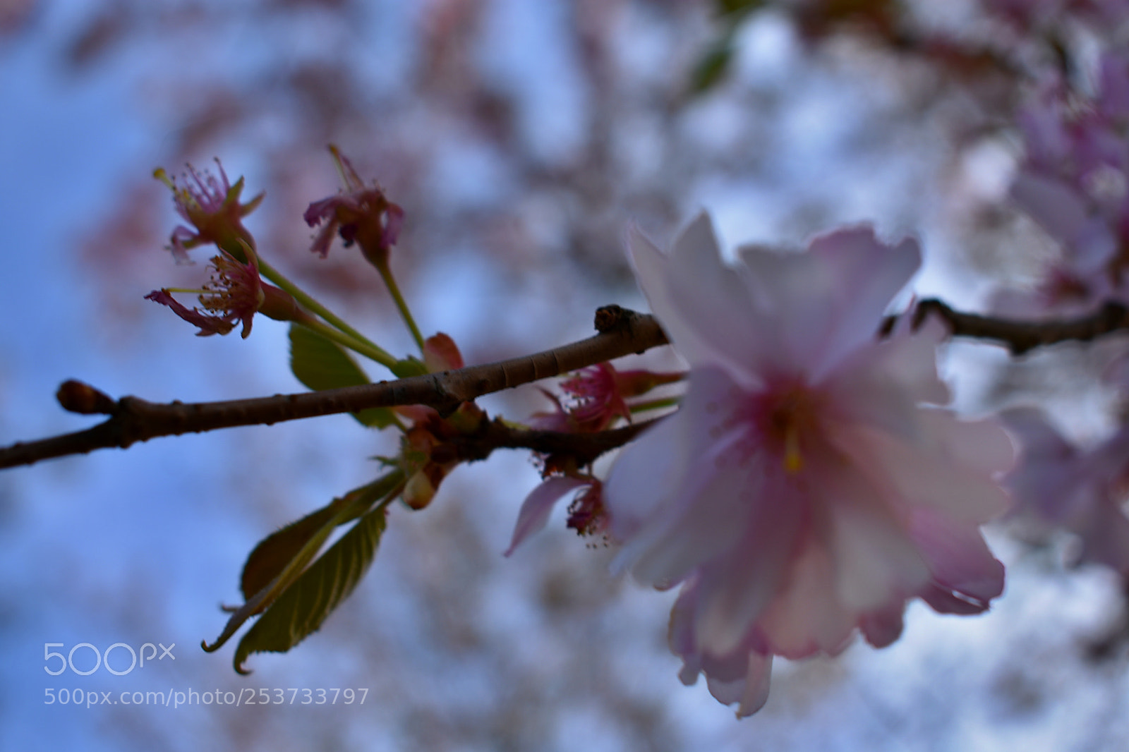 Nikon D3400 sample photo. Come closer and smell photography