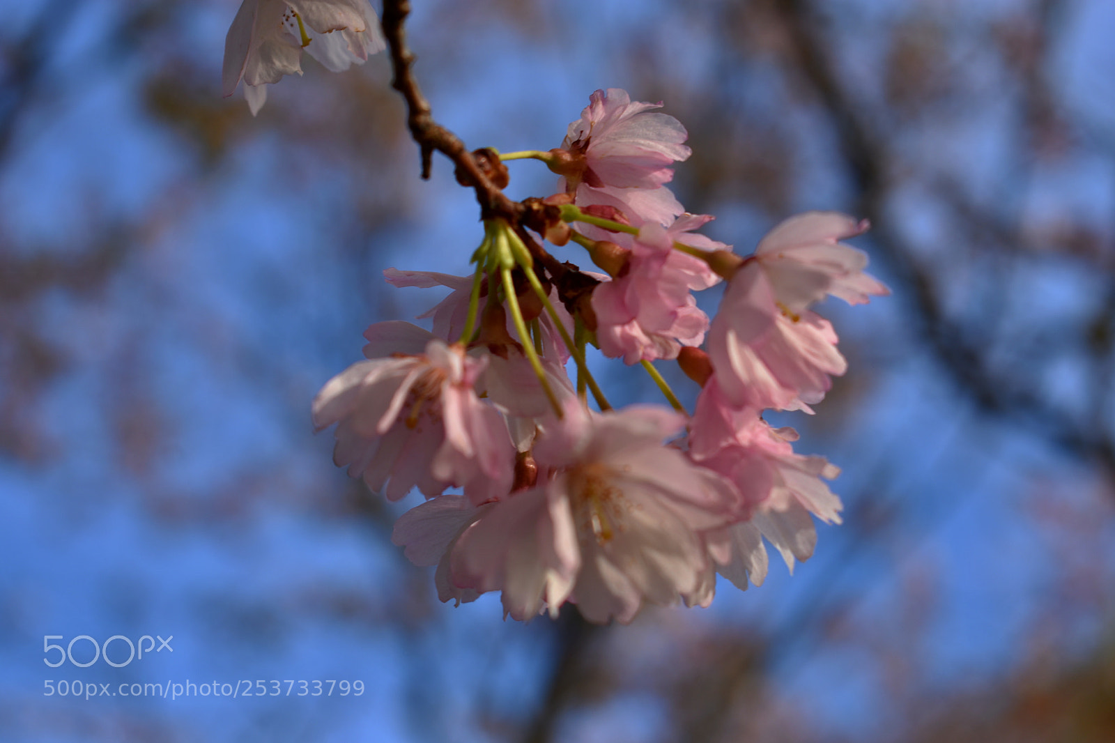Nikon D3400 sample photo. New blossoms photography