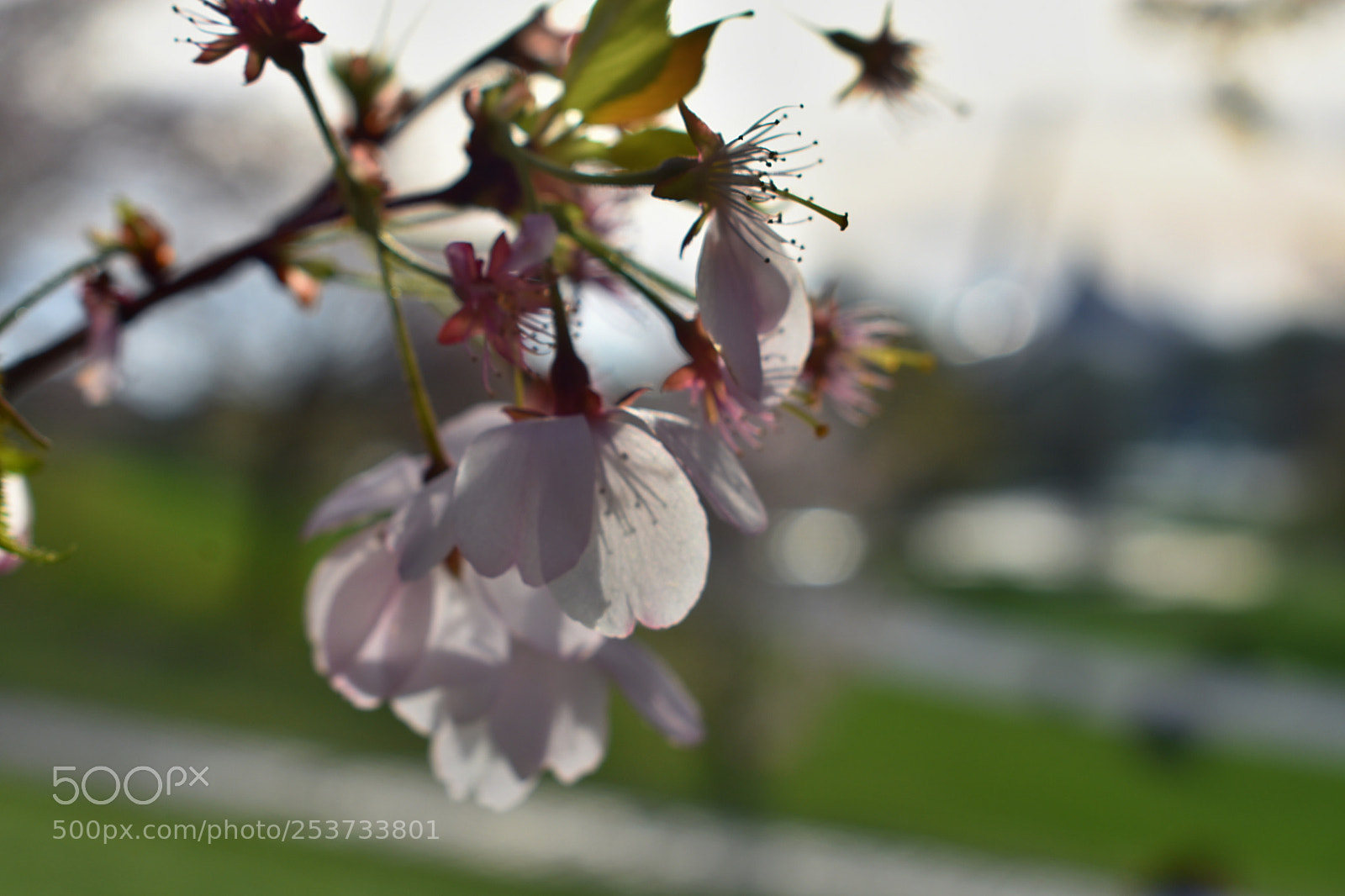 Nikon D3400 sample photo. Cherry before sunset photography