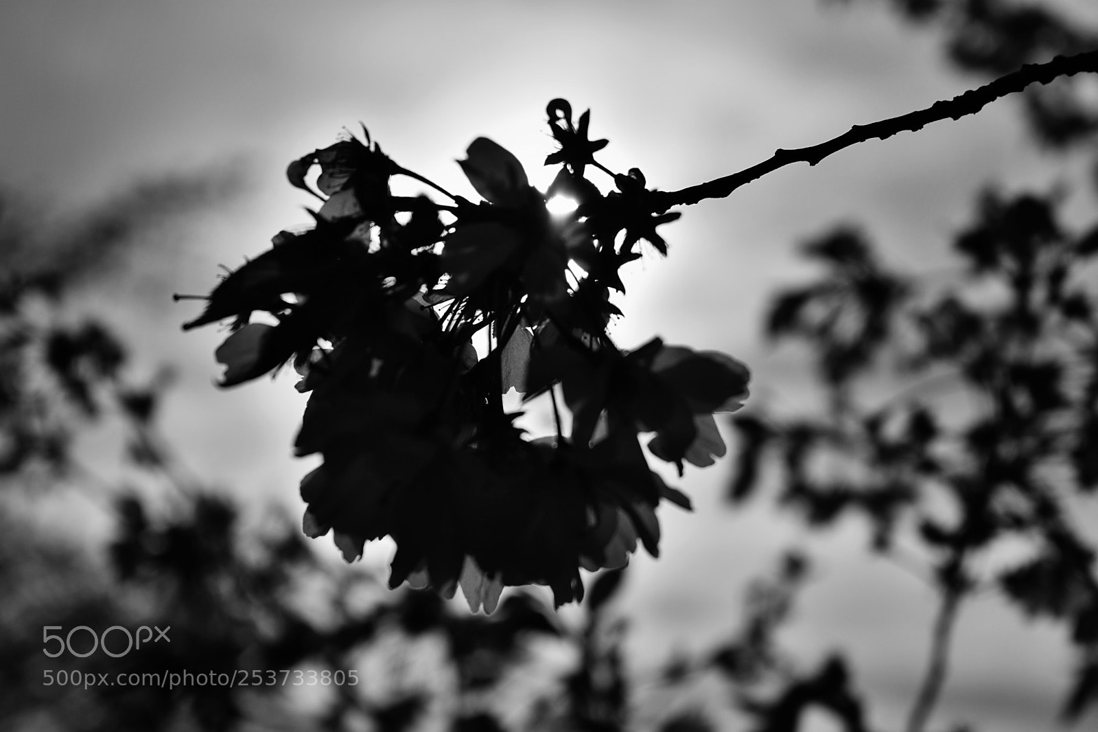 Nikon D3400 sample photo. Spring in black and photography