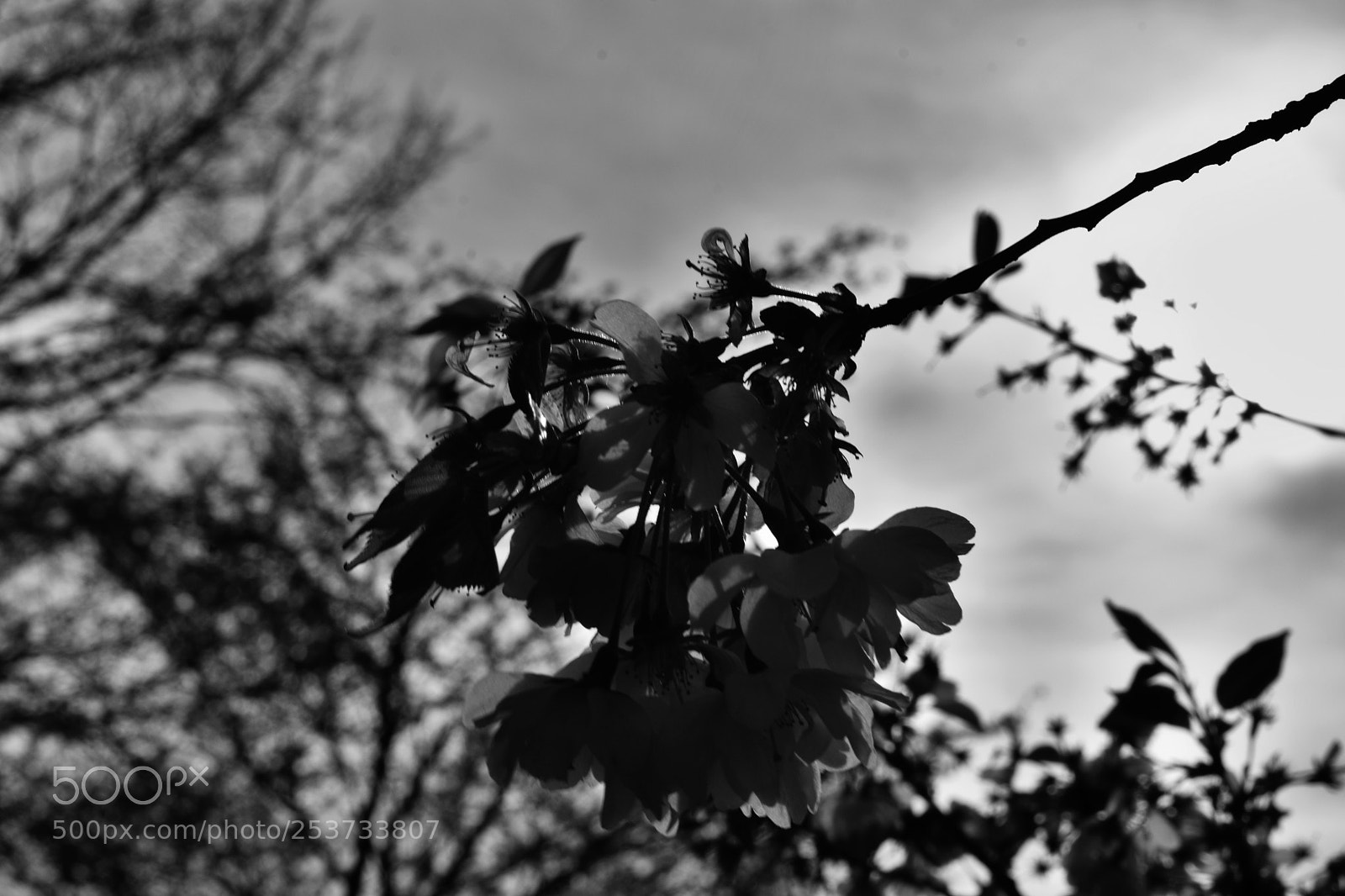 Nikon D3400 sample photo. Spring in black and photography