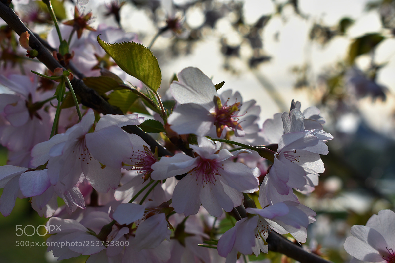 Nikon D3400 sample photo. Everything blooms photography