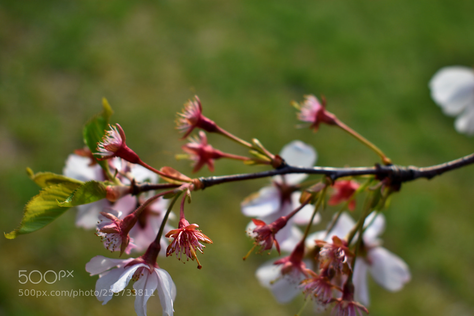 Nikon D3400 sample photo. In bloom photography