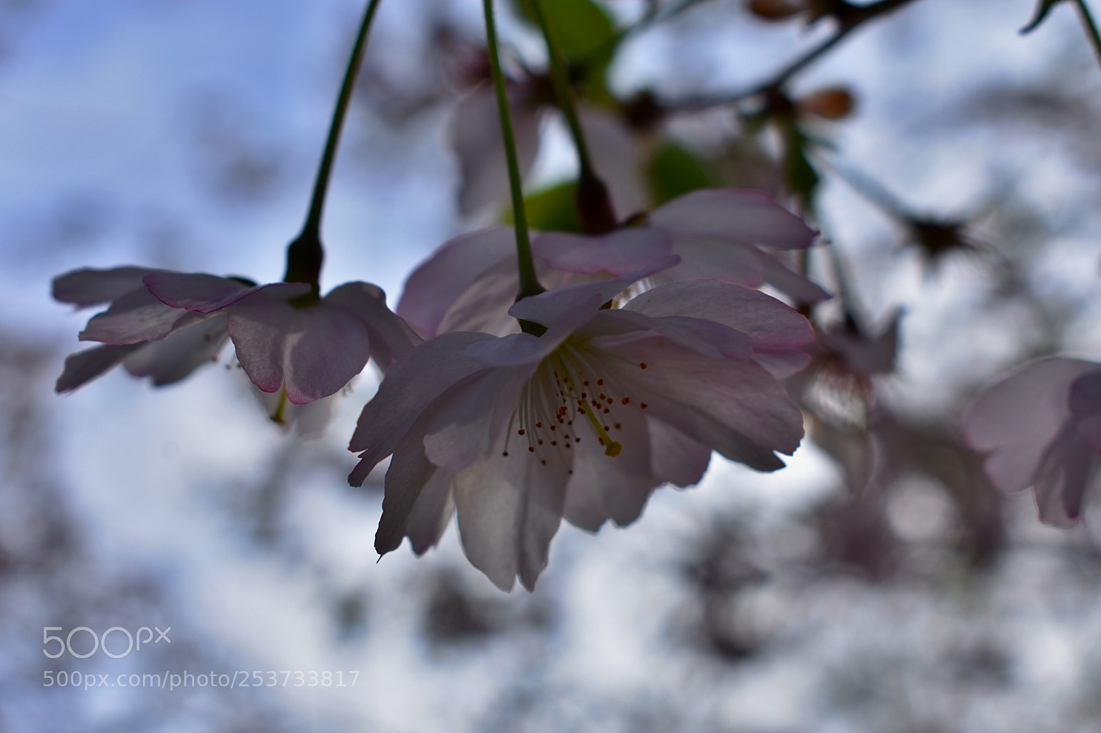 Nikon D3400 sample photo. Light as feather photography