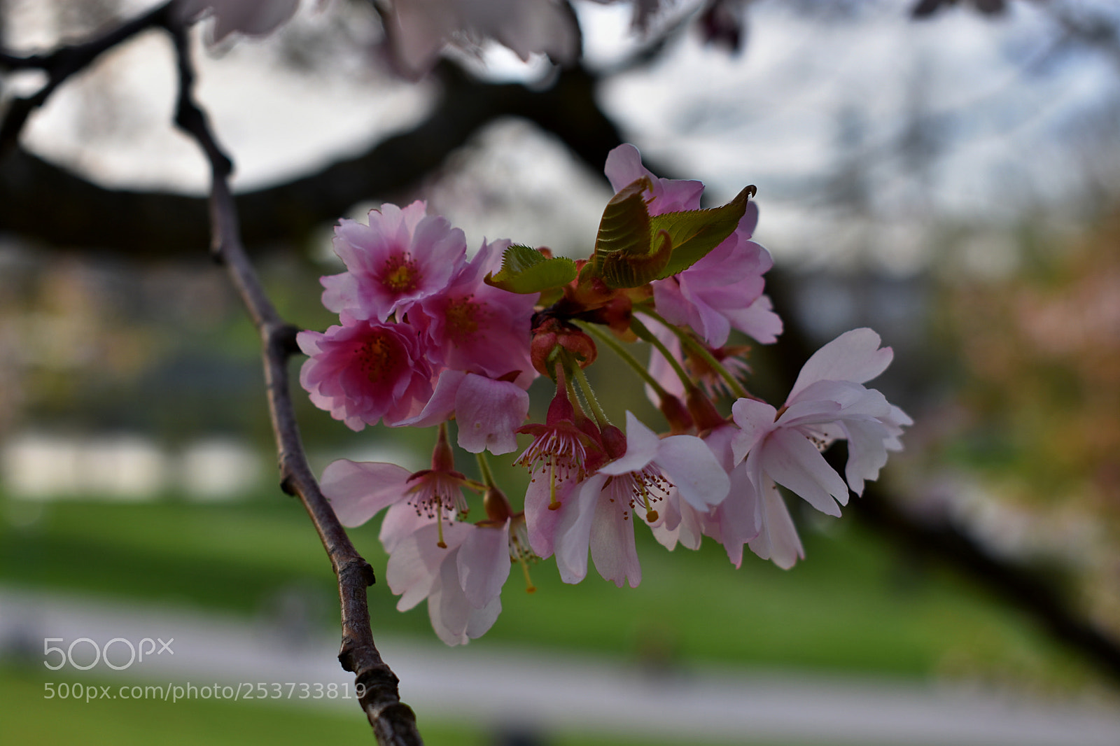 Nikon D3400 sample photo. Pink photography