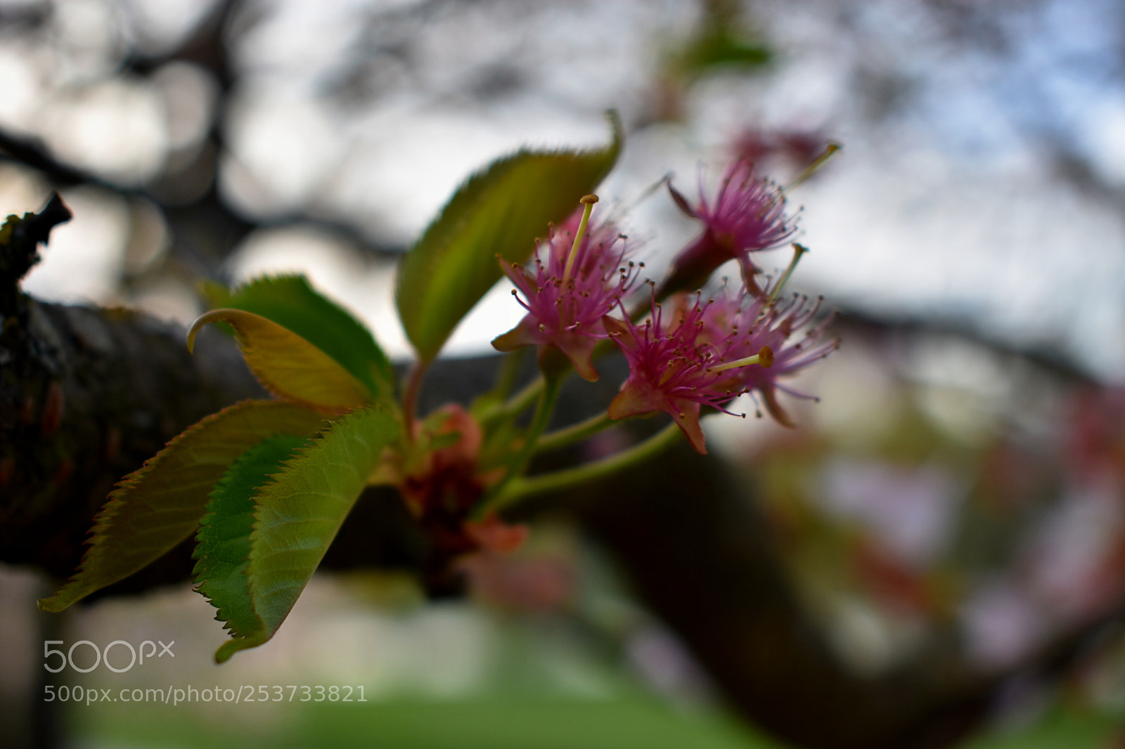 Nikon D3400 sample photo. The new life photography