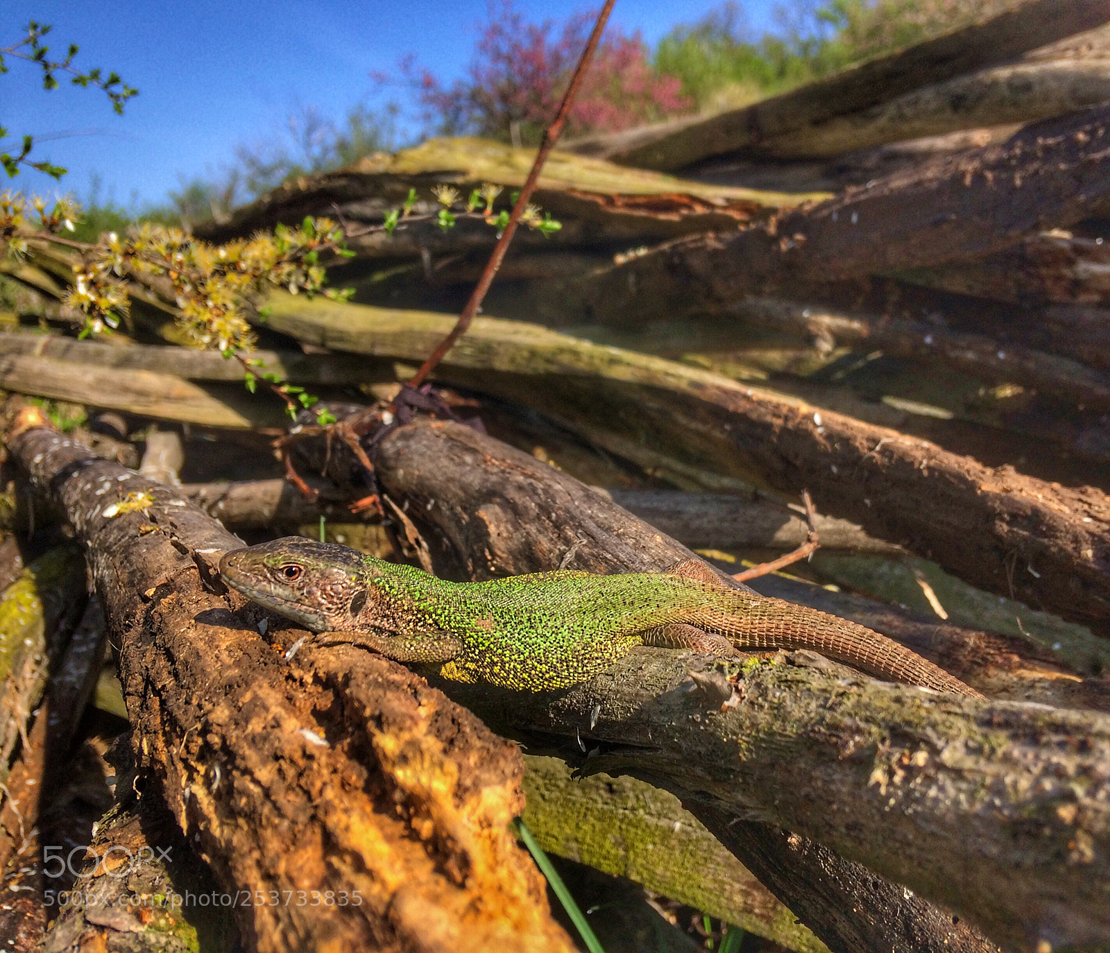 Apple iPhone 5s sample photo. Untitled photography