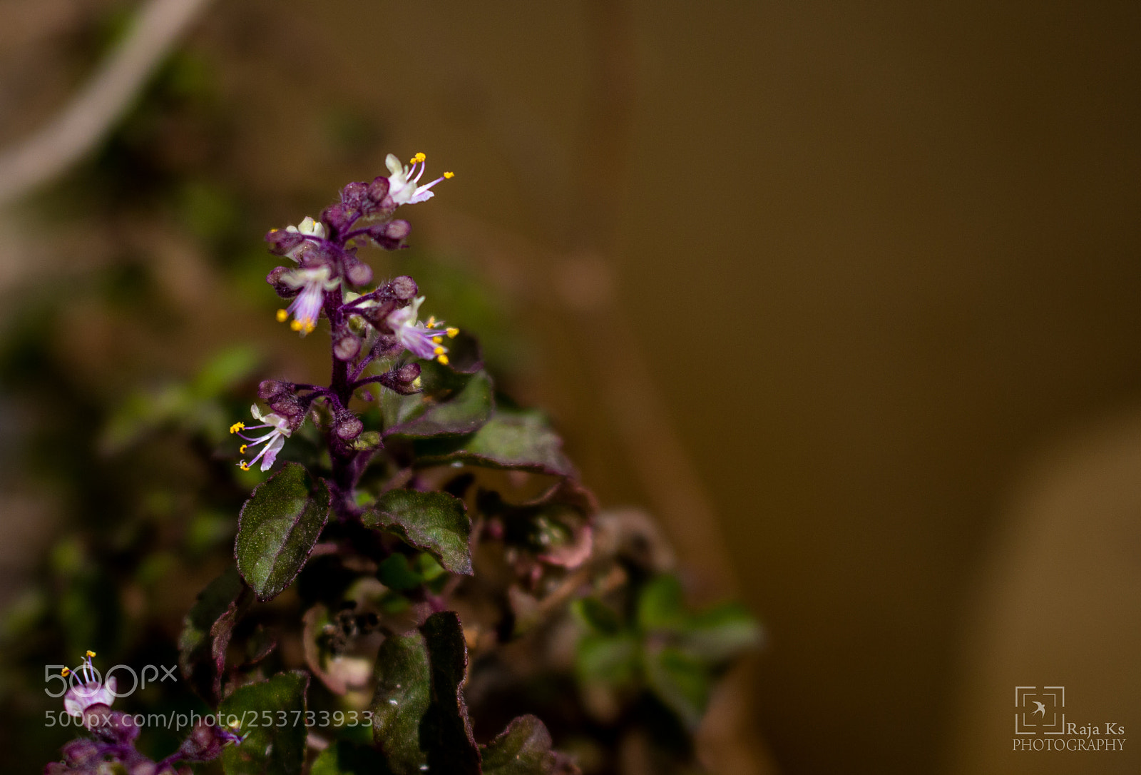 Canon EOS 70D sample photo. Basil pollen photography