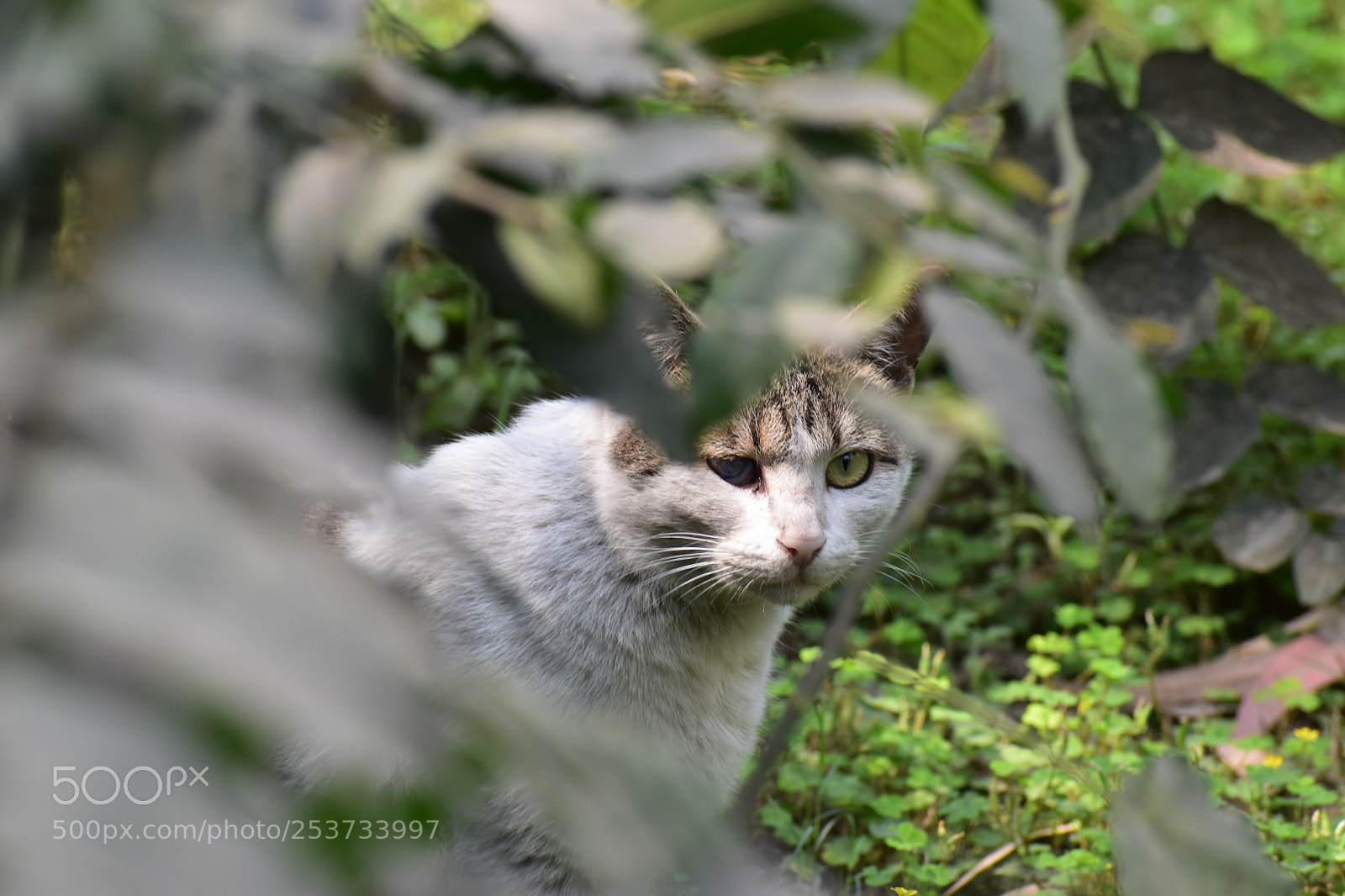 Nikon D5500 sample photo. Cat caught in backyard photography