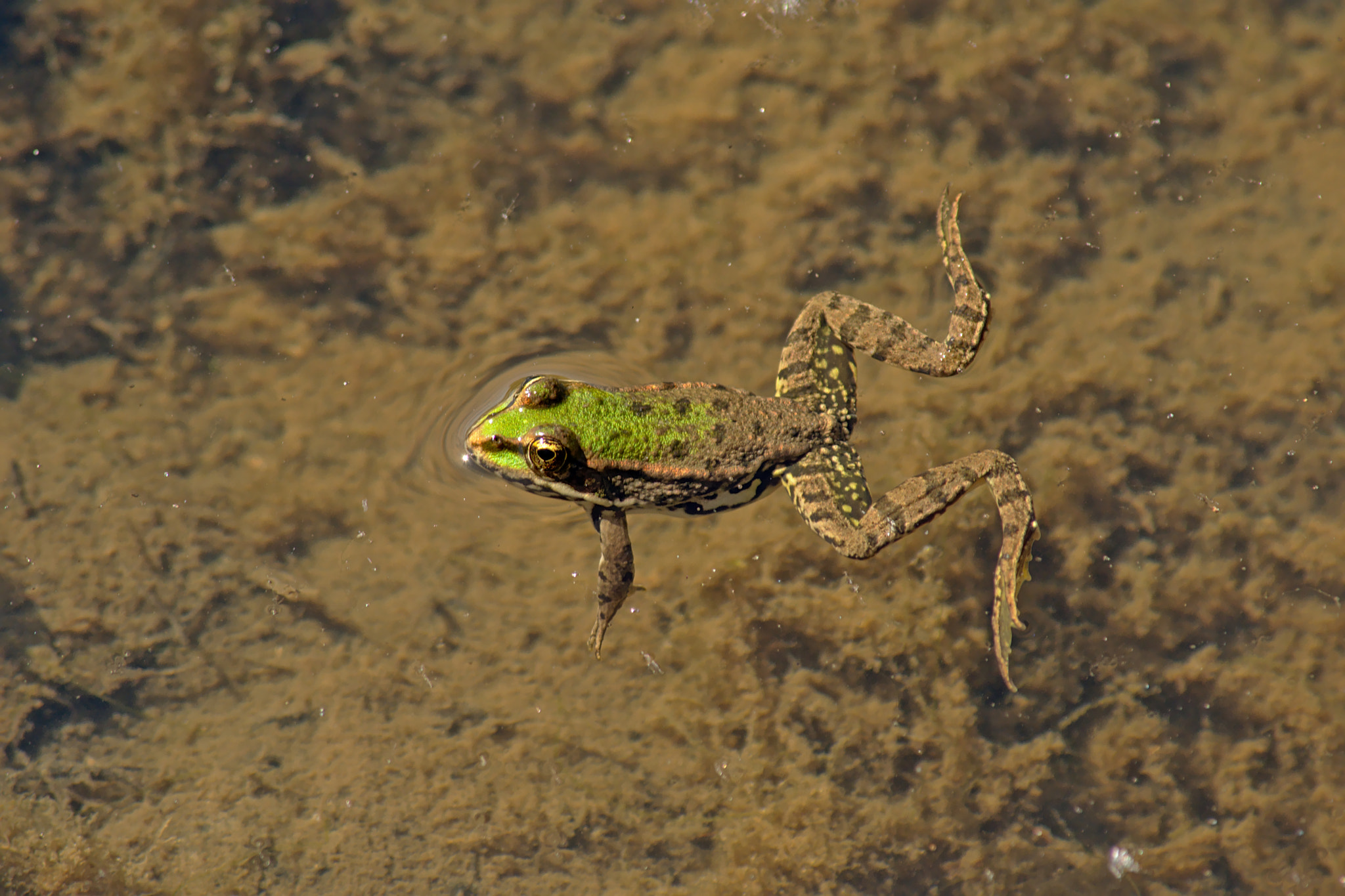 Nikon D5200 sample photo. Swimming frog photography