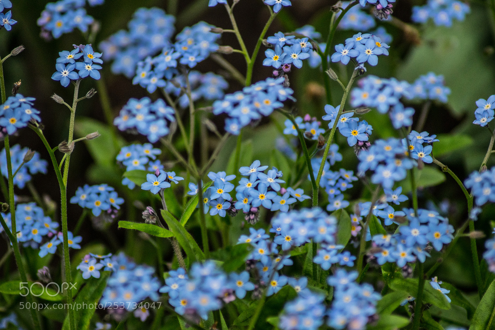 Sony SLT-A68 sample photo. Blaue blumen photography