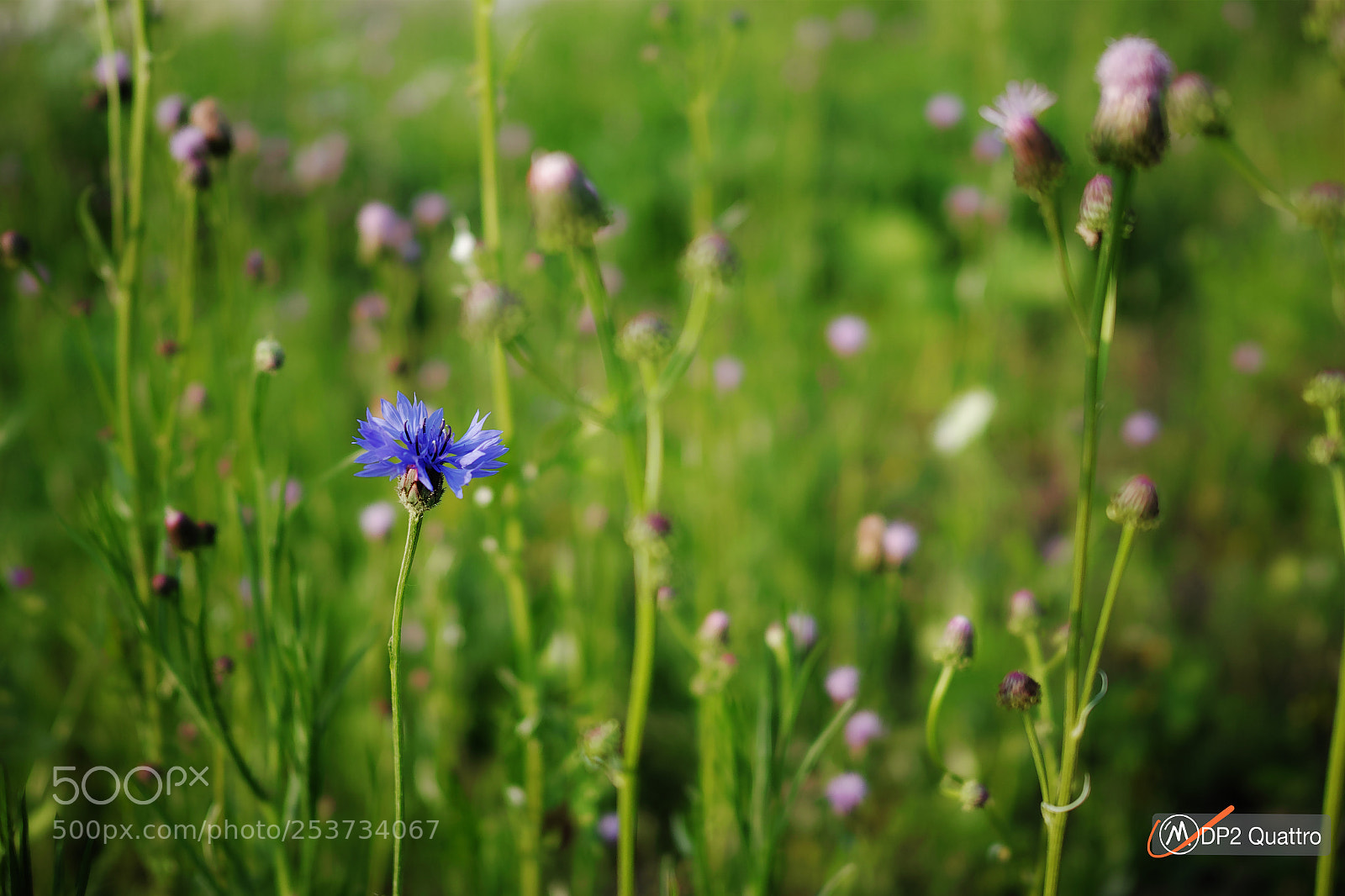 Sigma dp2 Quattro sample photo. Spring photography