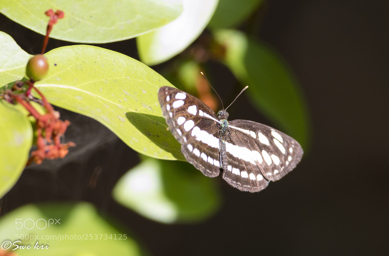 Canon EOS 5D Mark IV sample photo. Neptis hylas, the common photography