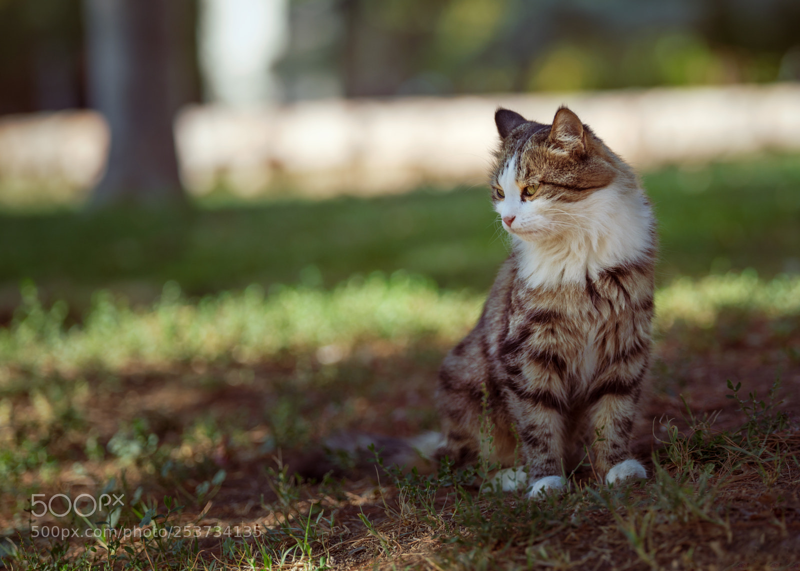 Fujifilm GFX 50S sample photo. Persian cat photography