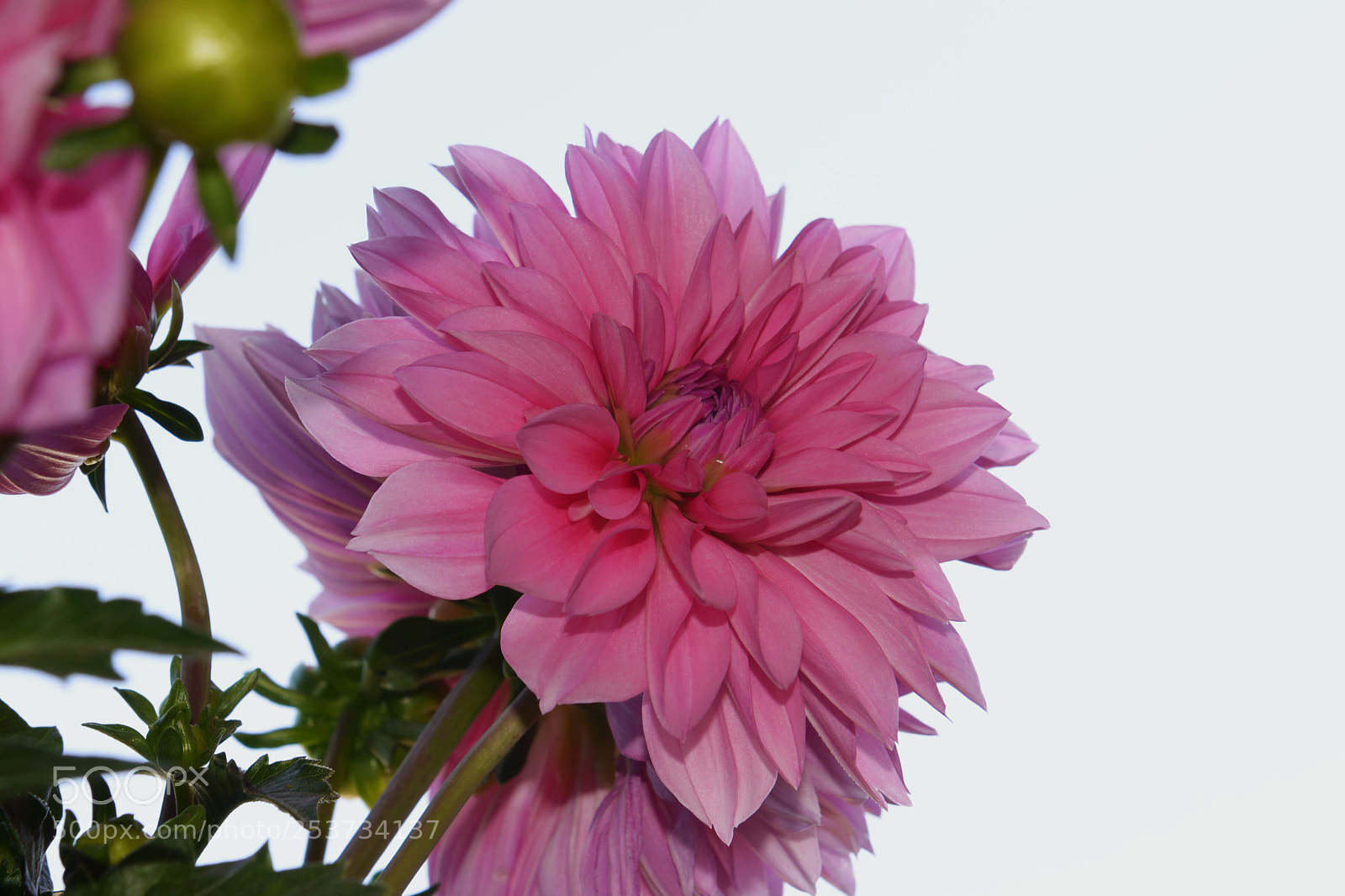 Nikon D610 sample photo. Pink flower photography