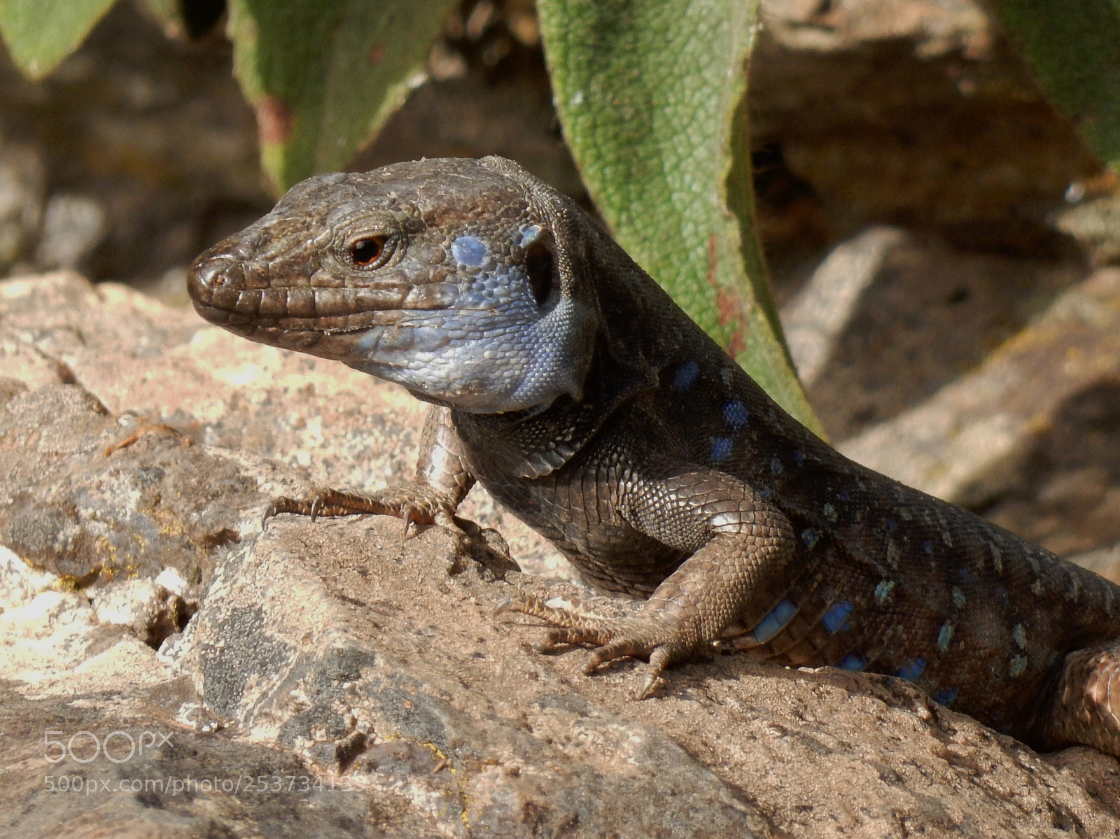 Nikon Coolpix S9900 sample photo. La palma lizard likes photography
