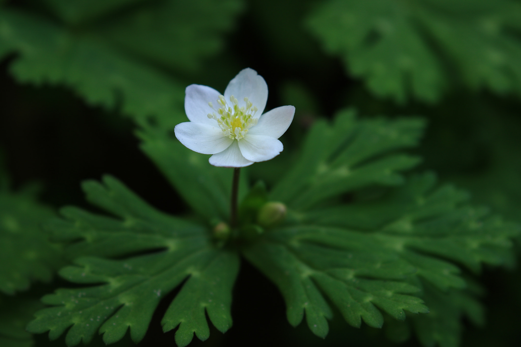 Canon EOS 7D Mark II sample photo. ニリンソウ photography