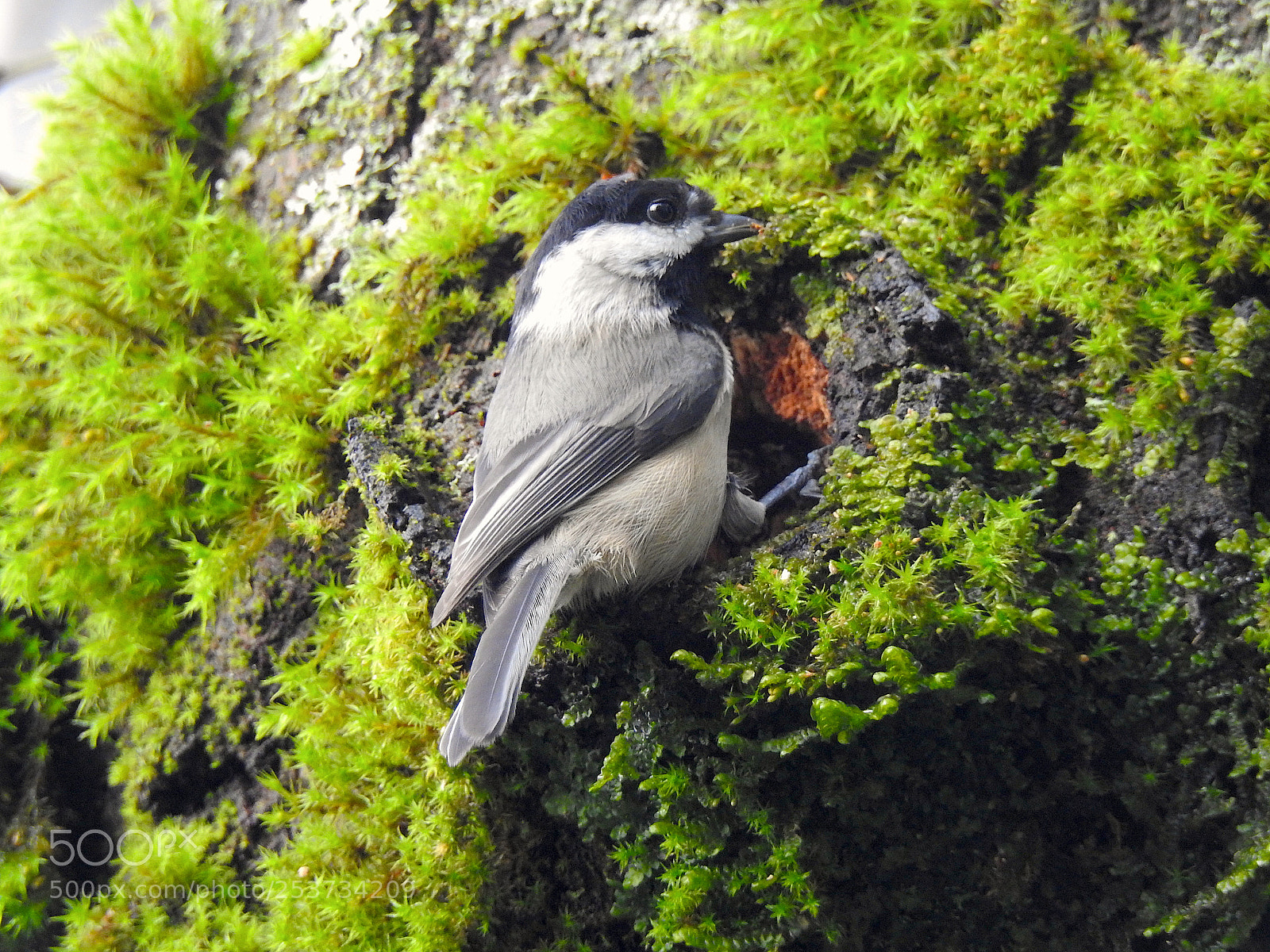 Nikon Coolpix P900 sample photo. Black-capped chickadee photography