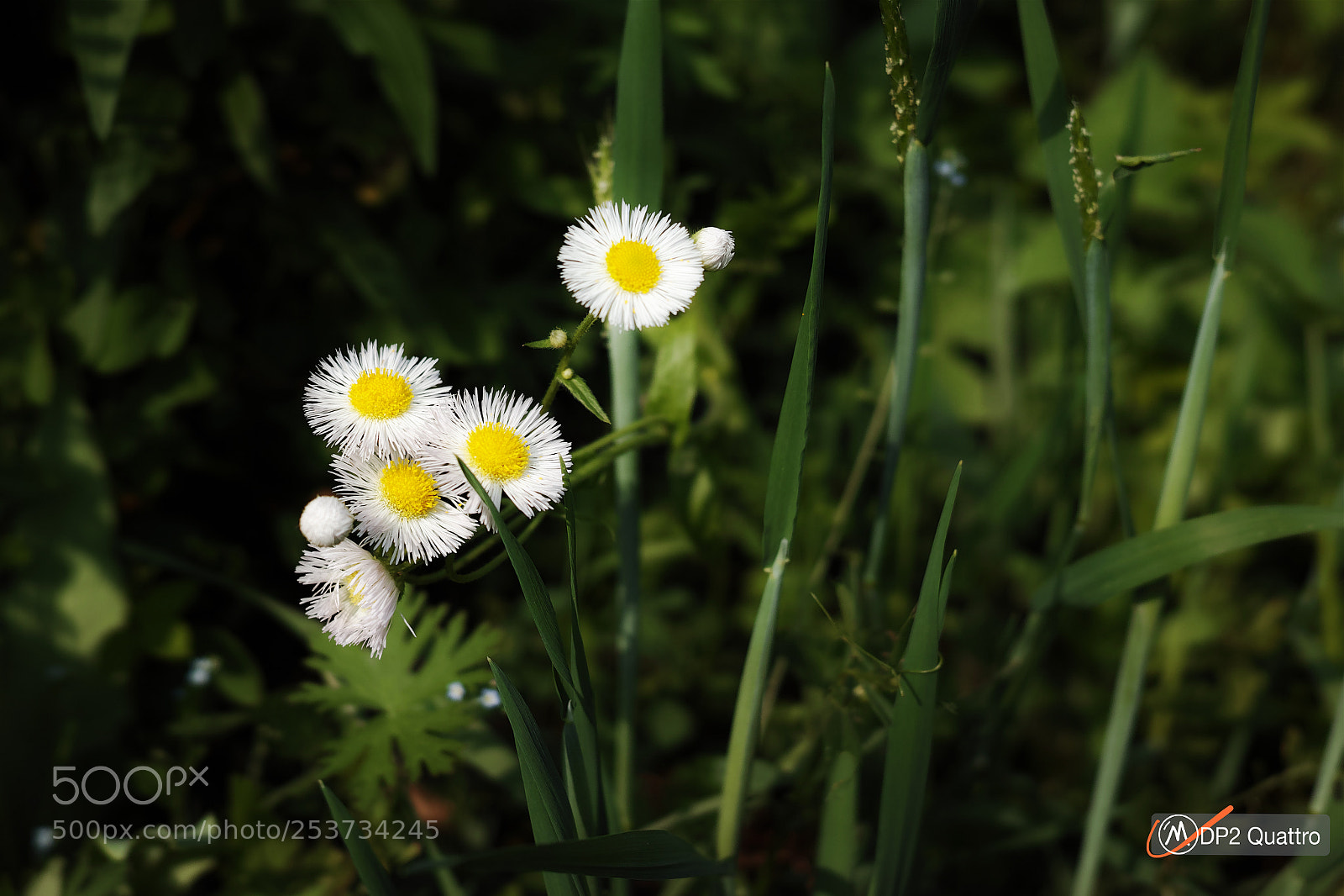 Sigma dp2 Quattro sample photo. Spring photography