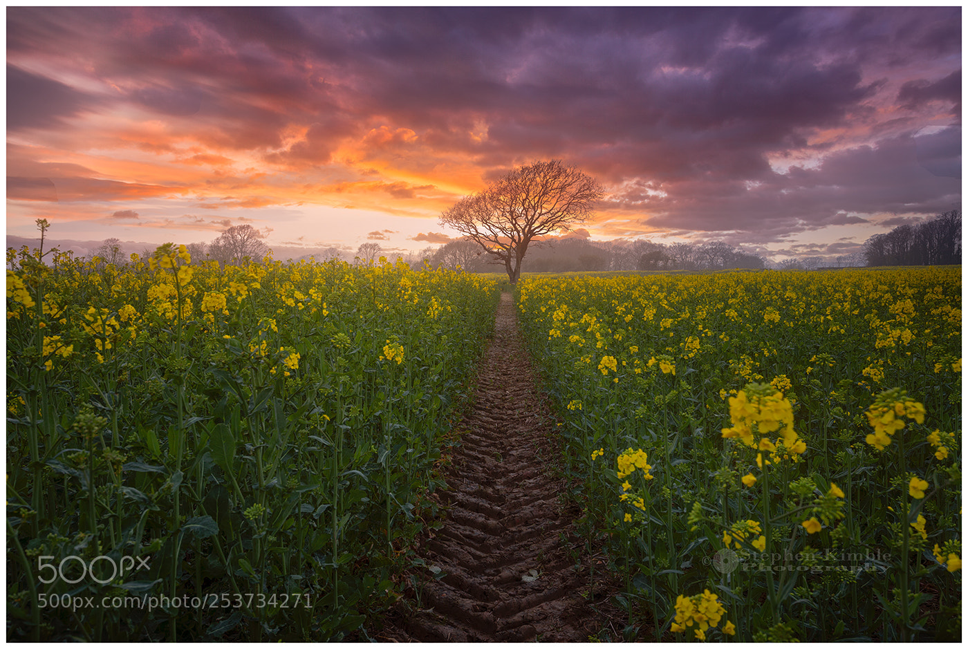 Canon EOS 5D Mark II sample photo. Pathway to spring photography