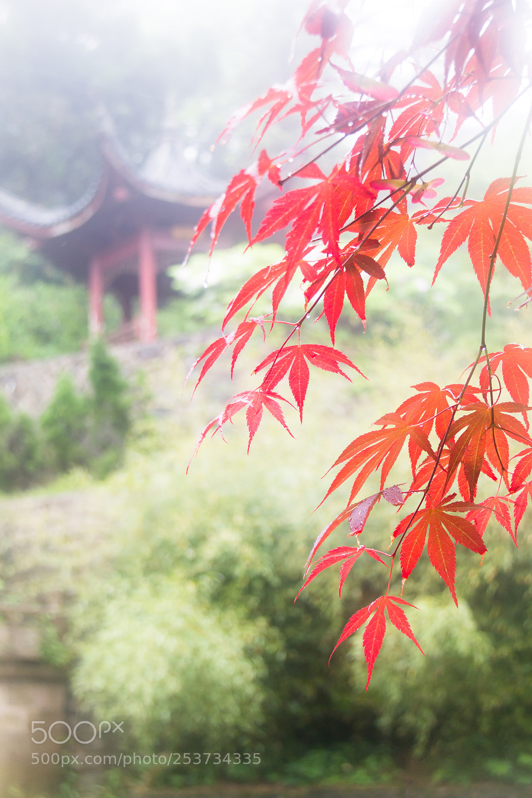 Canon EOS 60D sample photo. Pavilion maple laid receive photography