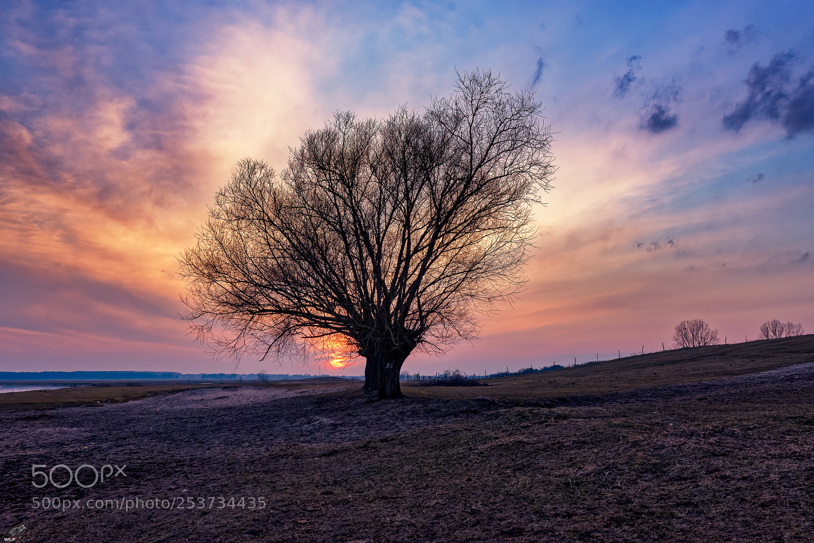 Nikon D610 sample photo. Tree on sunset photography