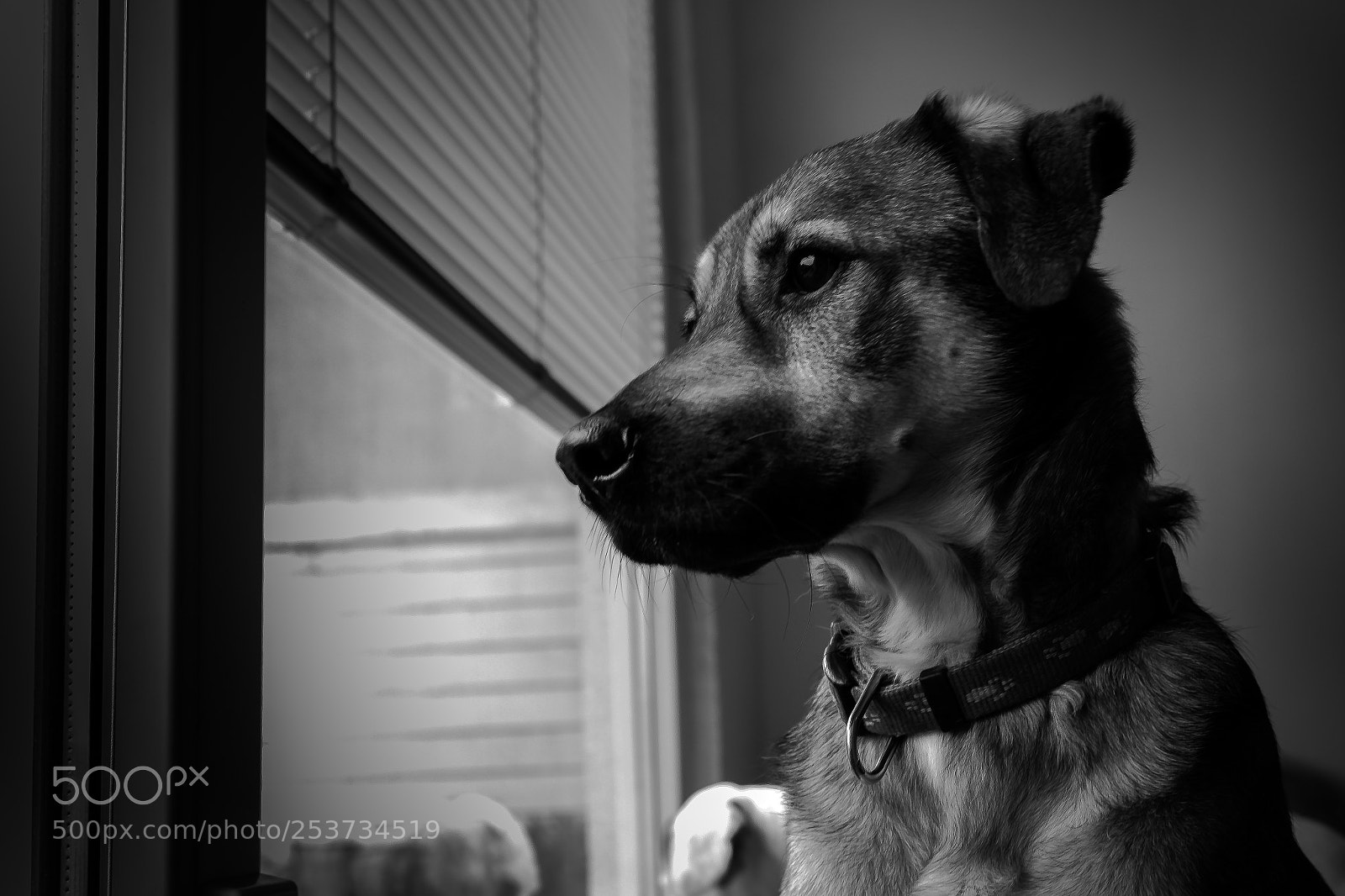 Canon EOS 600D (Rebel EOS T3i / EOS Kiss X5) sample photo. Animal soul photography