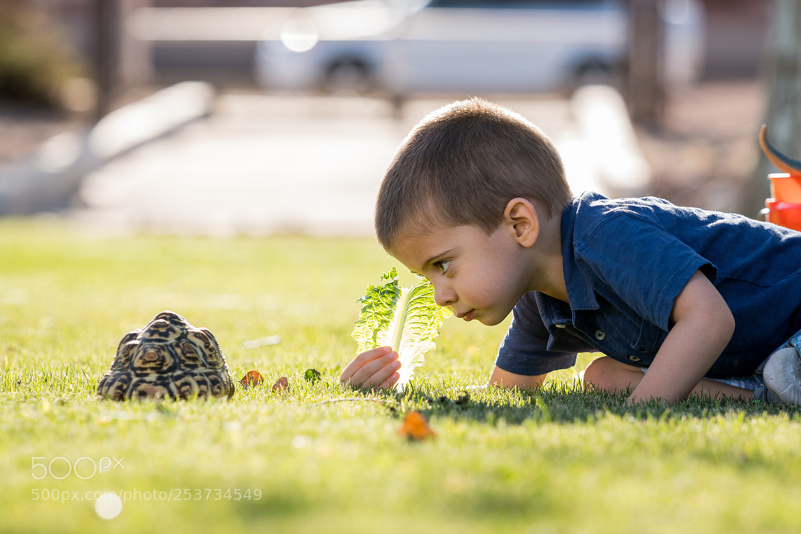 Nikon D7500 sample photo. Tortoise and a boy photography