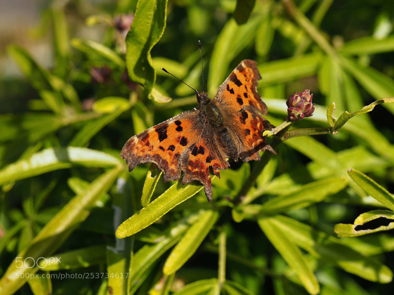 Olympus OM-D E-M1 Mark II sample photo. Comma butterfly photography