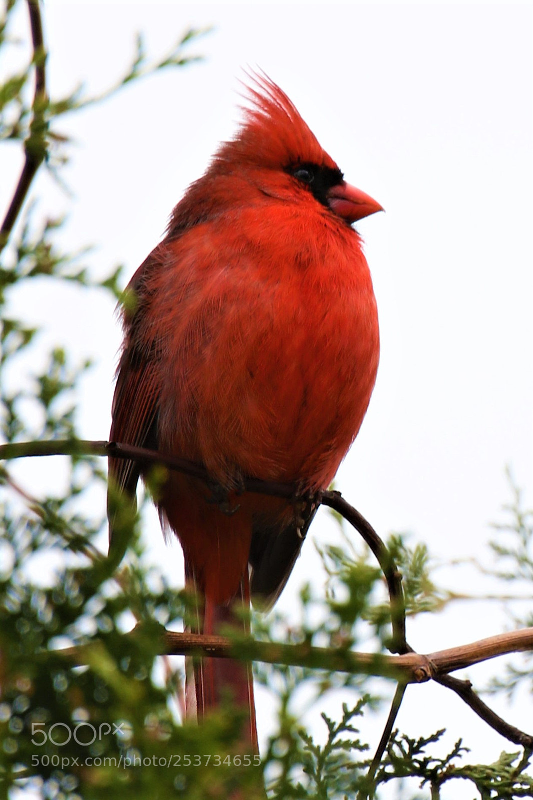 Canon EOS 7D Mark II sample photo. Red bird photography