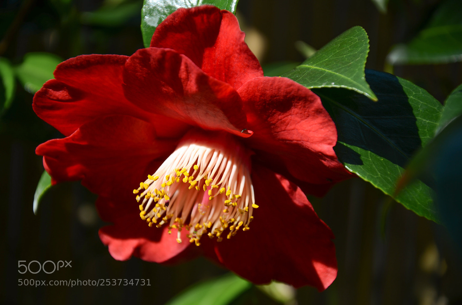 Nikon D7000 sample photo. Red camellia photography