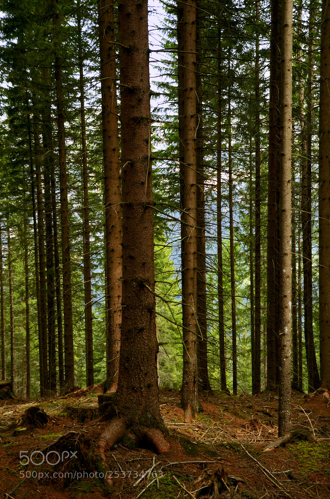 Nikon D7000 sample photo. Day 38 - woods photography