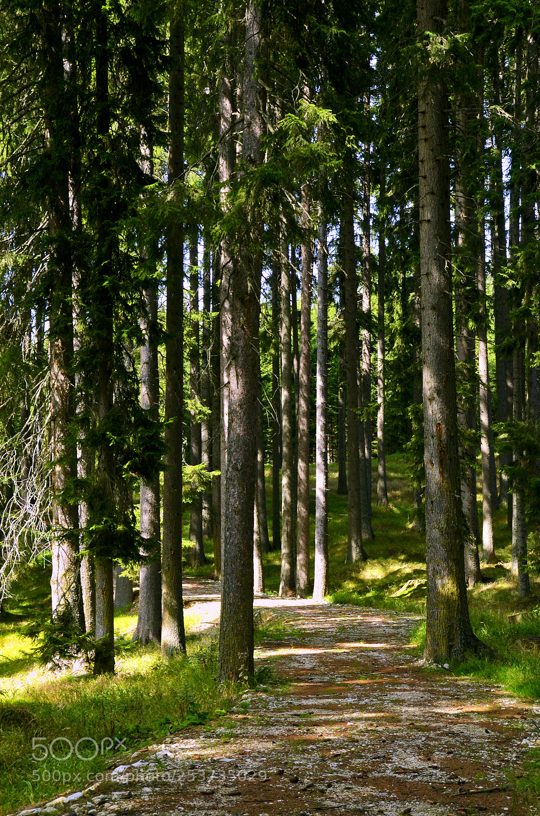 Nikon D7000 sample photo. Day 38 - woods photography