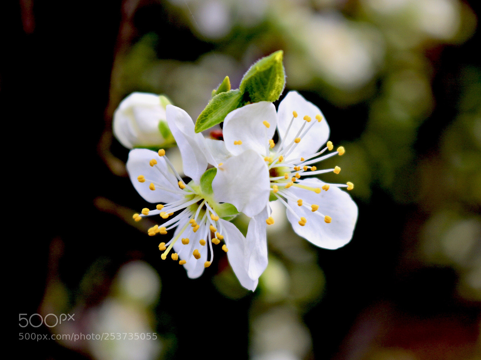 Canon EOS 750D (EOS Rebel T6i / EOS Kiss X8i) sample photo. Untitled photography