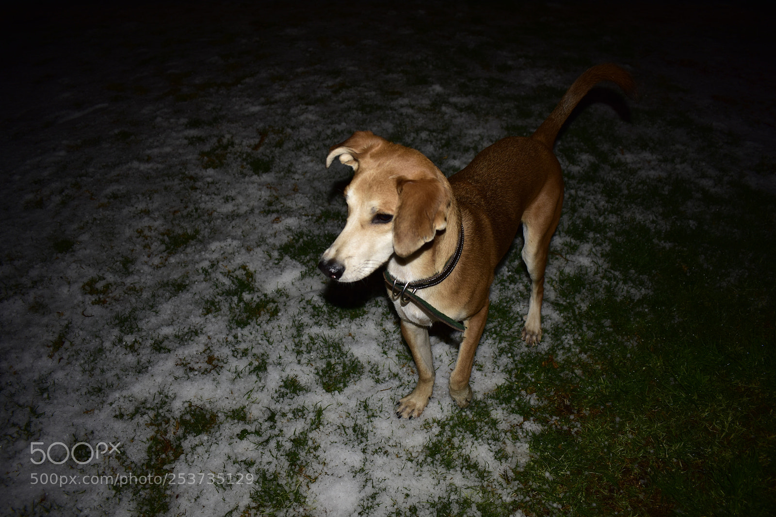 Nikon D3400 sample photo. Patitas en la nieve photography