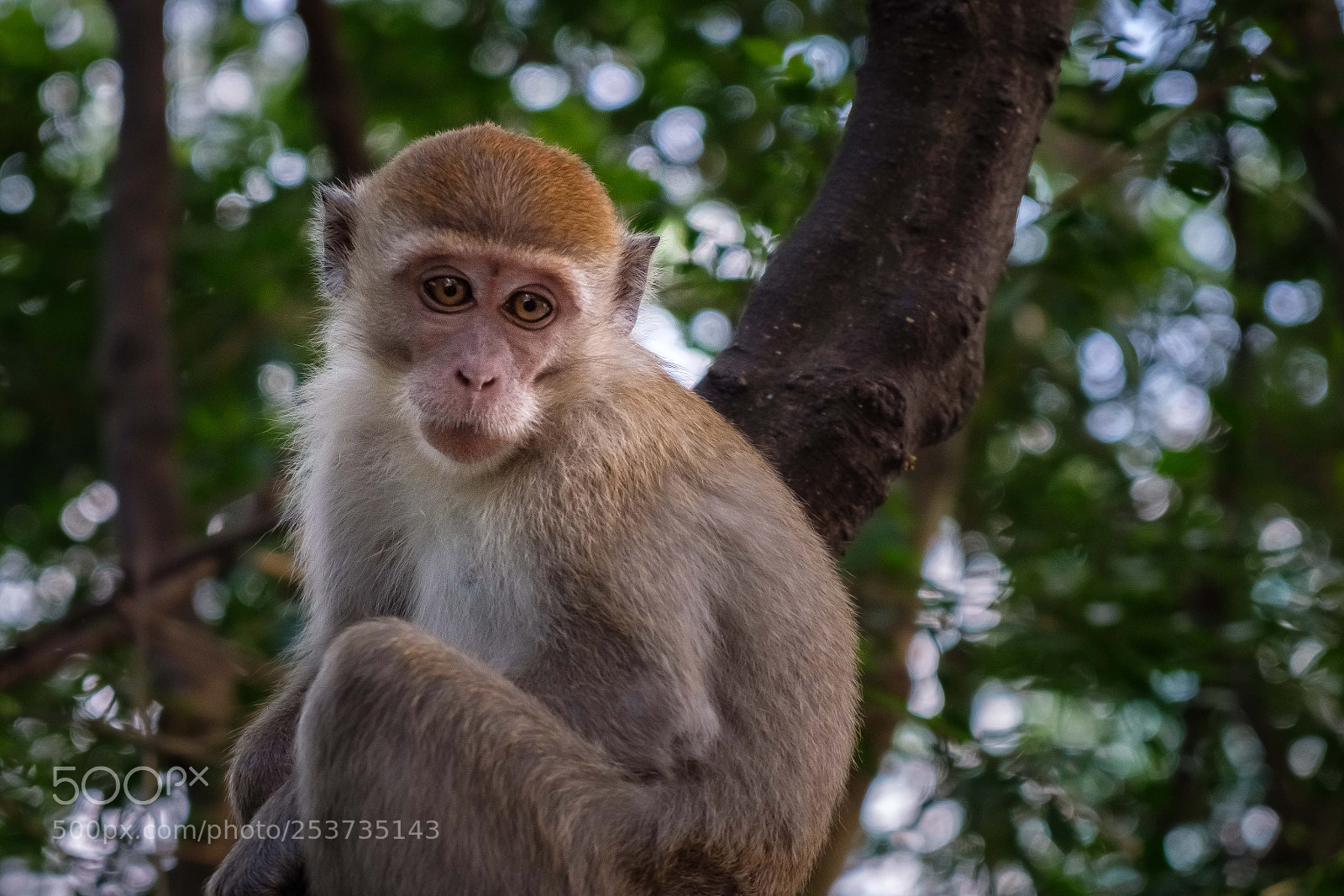 Fujifilm X-T20 sample photo. Macaque photography