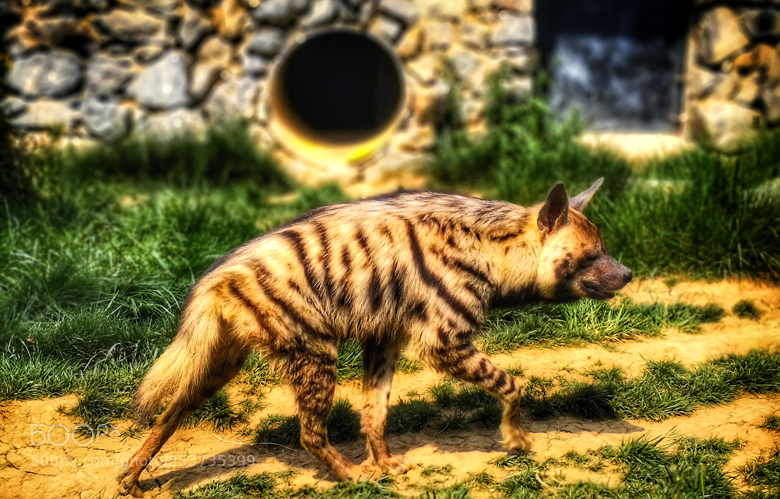 HUAWEI Mate 10 Pro sample photo. Wild hyena photography