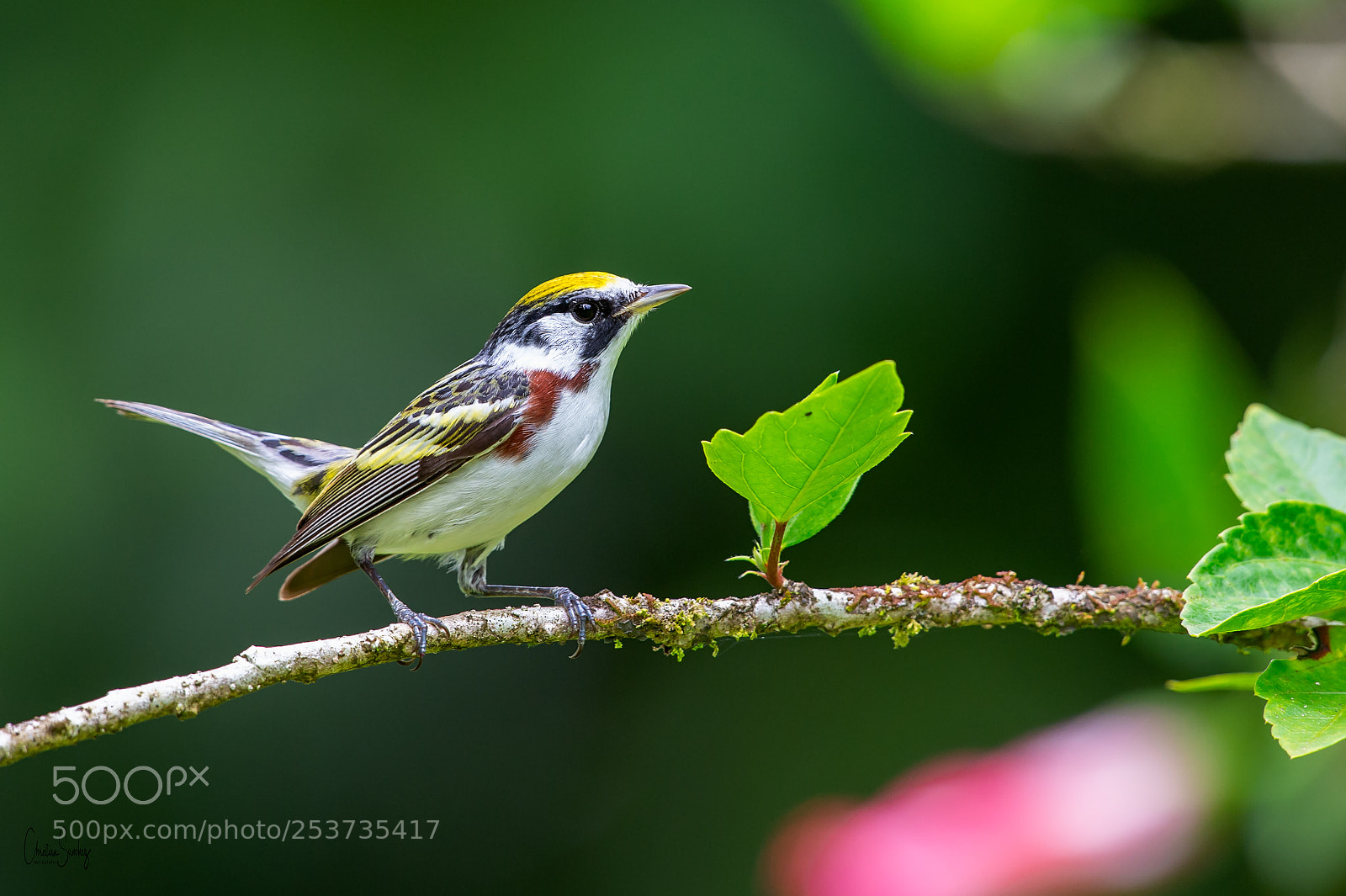 Nikon D4 sample photo. Chestnut-sided warbler photography