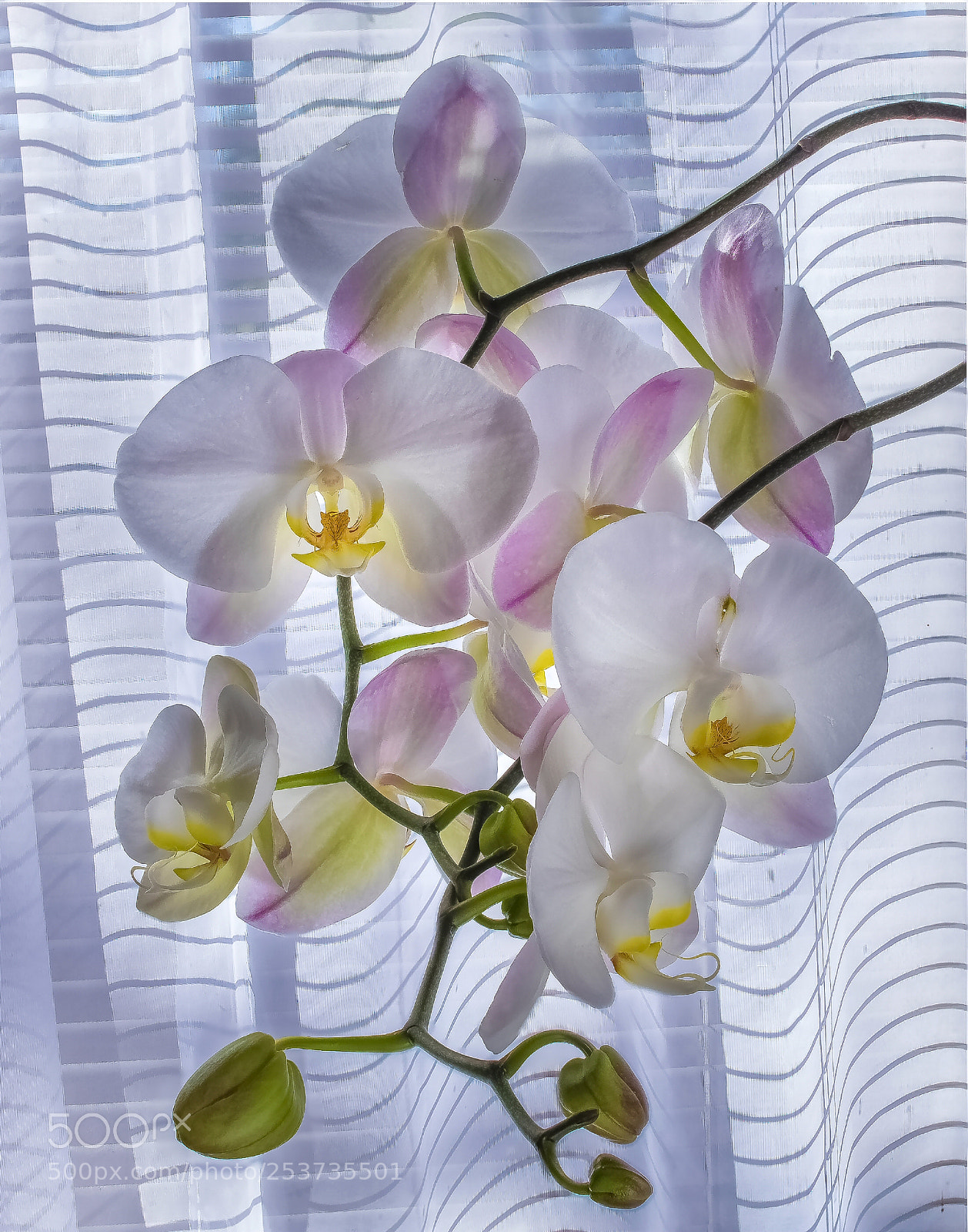 Pentax K-3 sample photo. Orchids in soft window photography