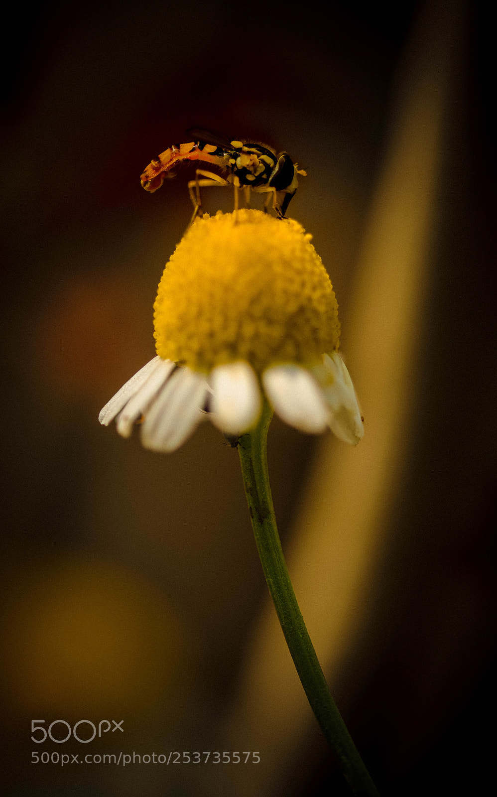 Nikon D3300 sample photo. 33-2.jpg photography