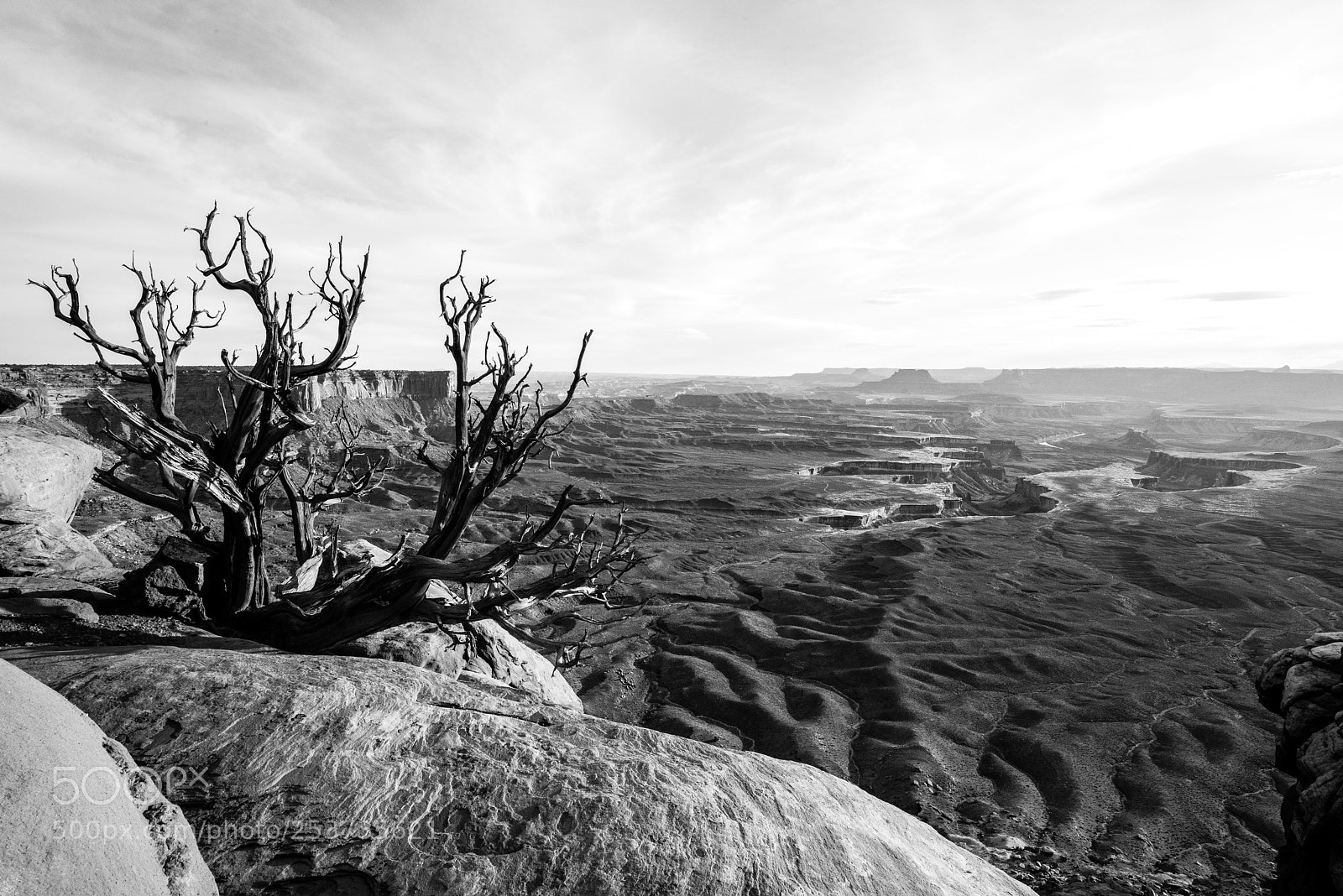 Nikon D810 sample photo. Lone tree with canyon photography