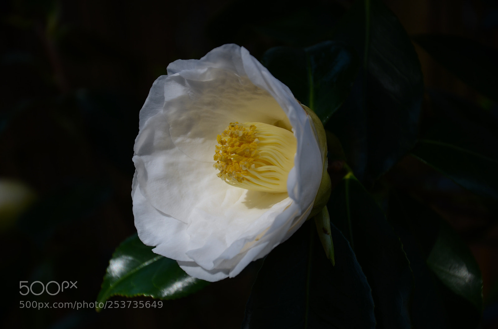 Nikon D7000 sample photo. White camellia photography
